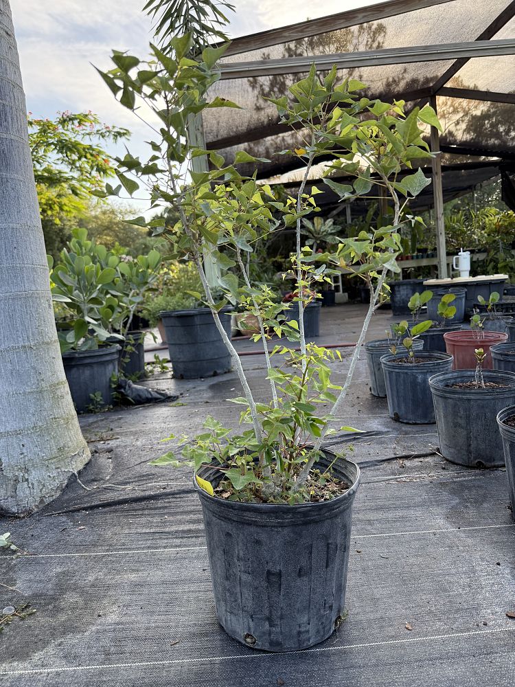 erythrina-herbacea-cherokee-bean-coral-bean