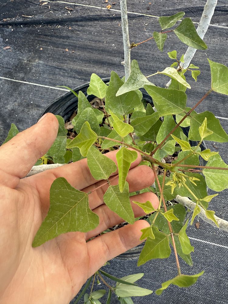 erythrina-herbacea-cherokee-bean-coral-bean