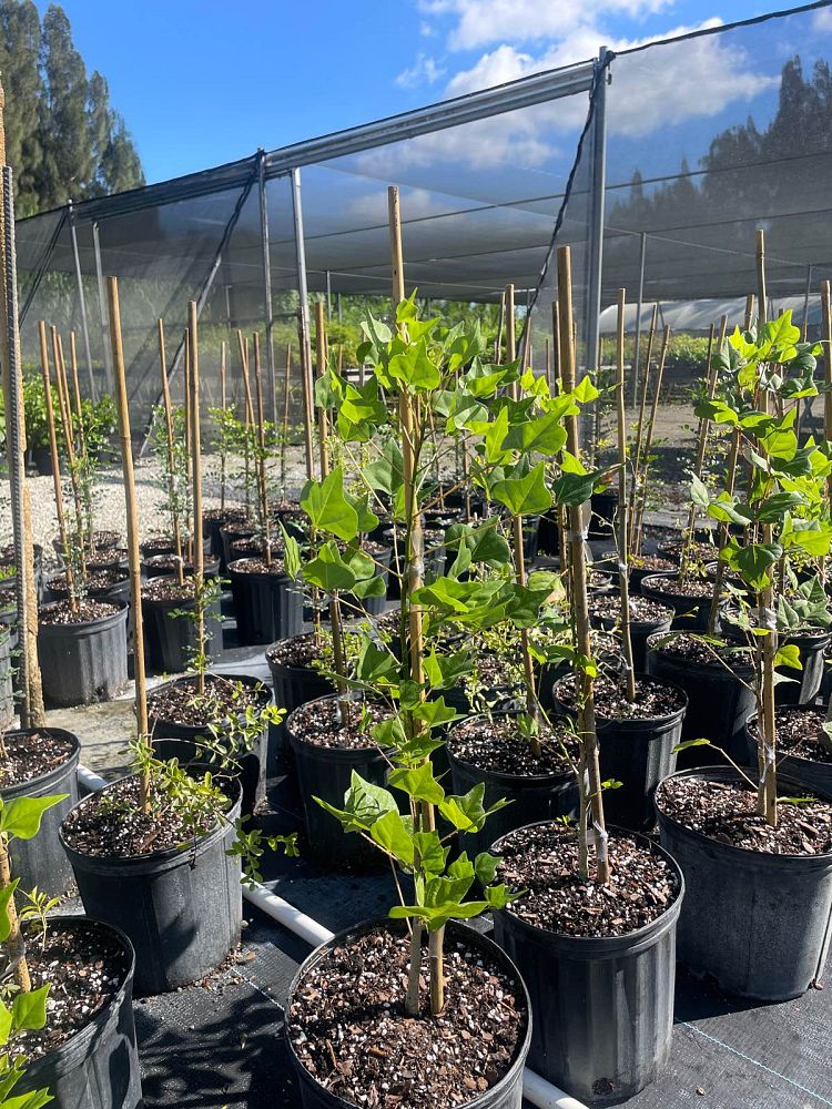 erythrina-herbacea-cherokee-bean-coral-bean