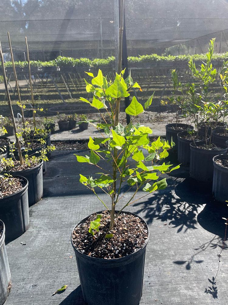 erythrina-herbacea-cherokee-bean-coral-bean