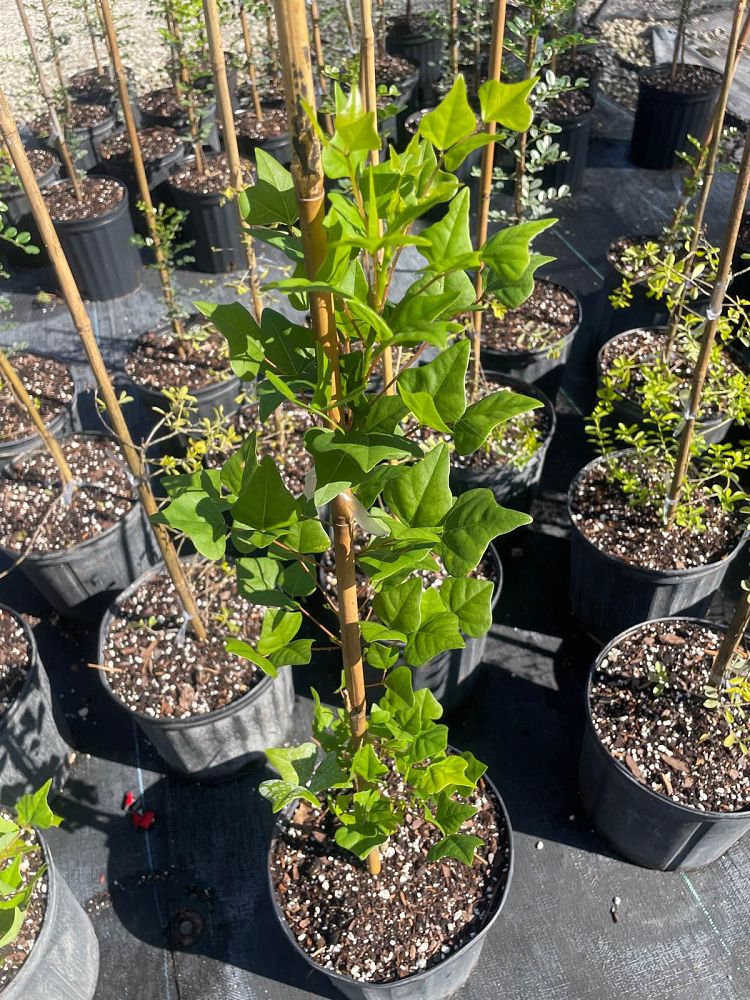 erythrina-herbacea-cherokee-bean-coral-bean