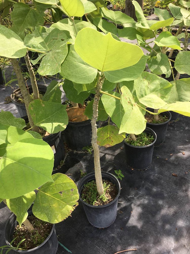 erythrina-madagascariensis