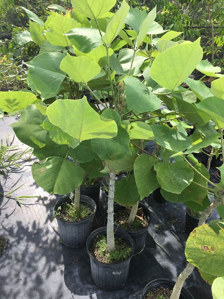 erythrina-madagascariensis