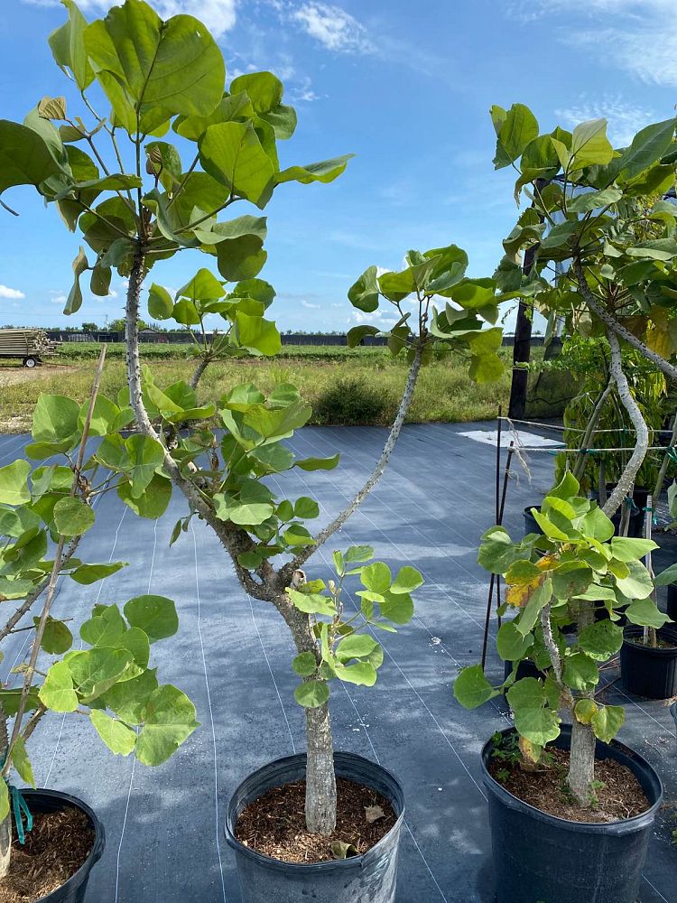 erythrina-madagascariensis