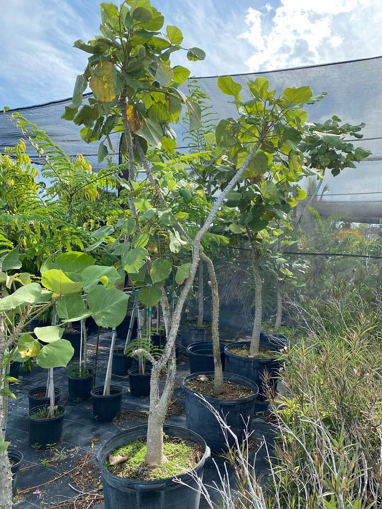 erythrina-madagascariensis