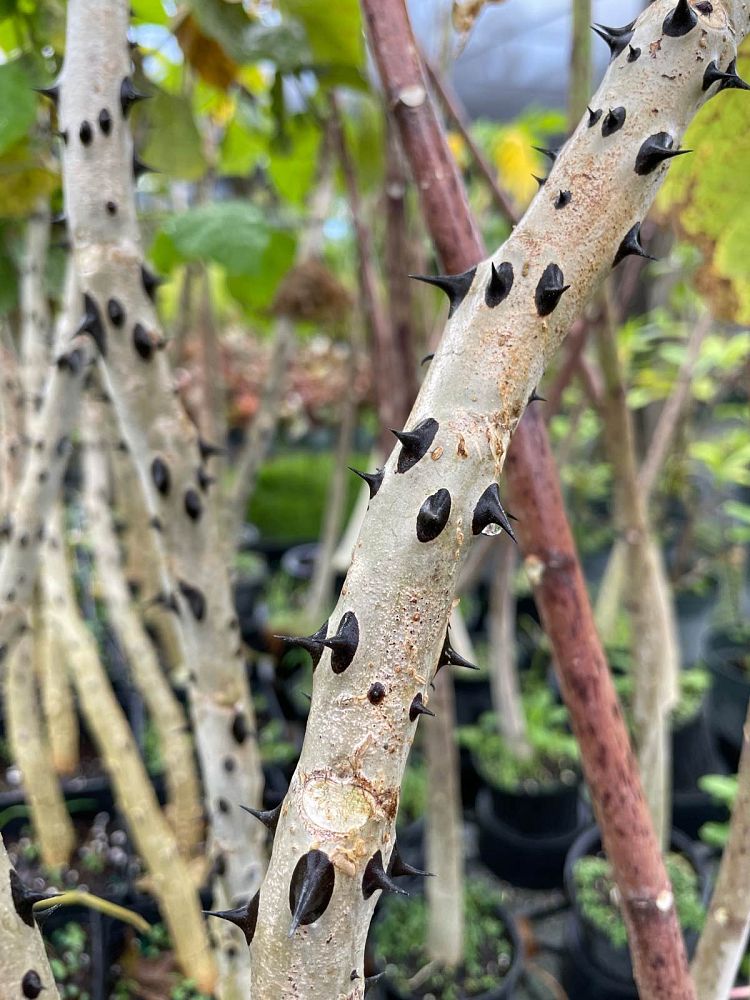 erythrina-madagascariensis