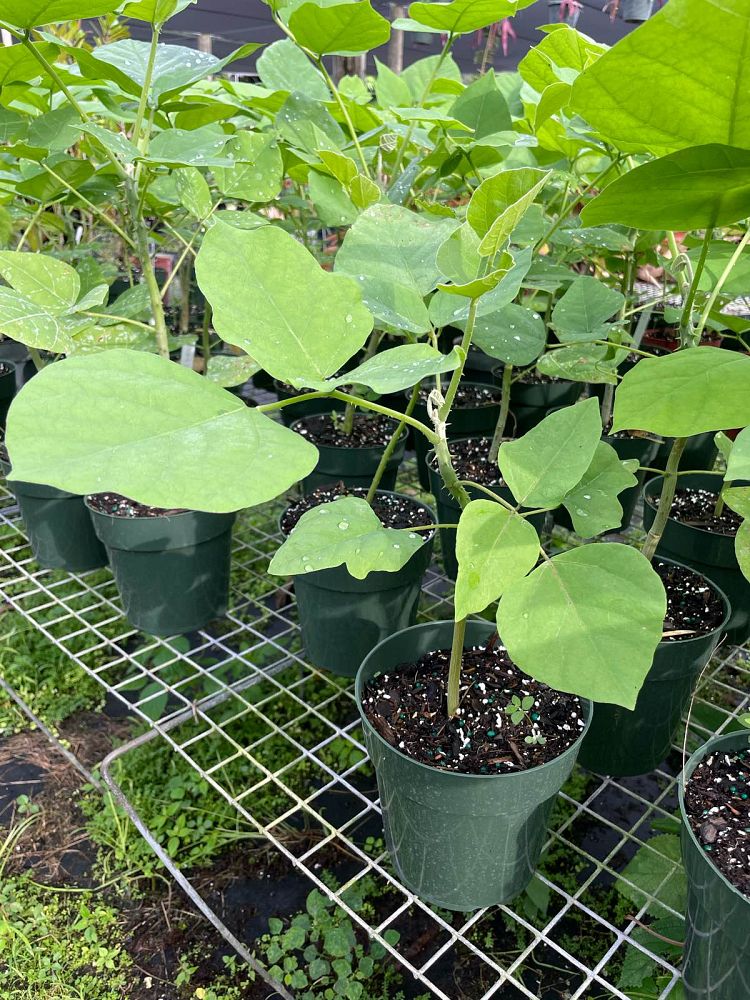 erythrina-madagascariensis