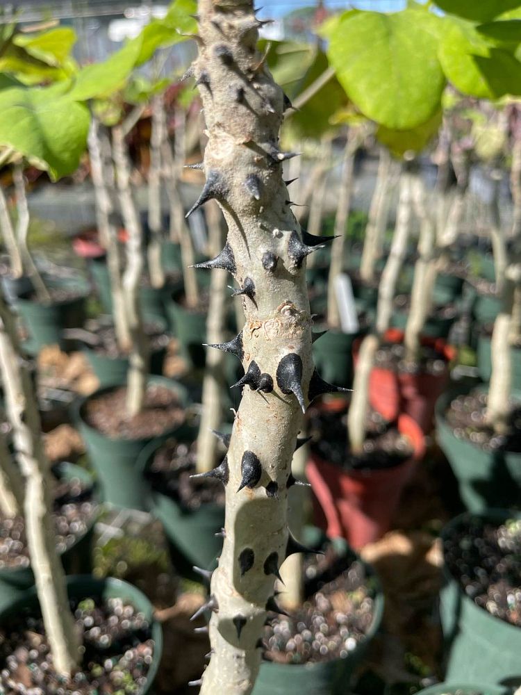erythrina-madagascariensis
