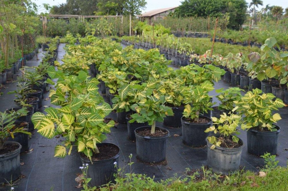 erythrina-variegata-orientalis-sunshine-tiger-claw