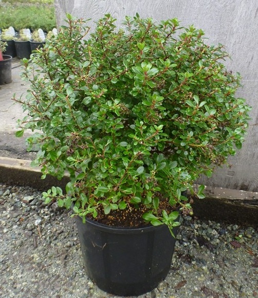 escallonia-newport-dwarf