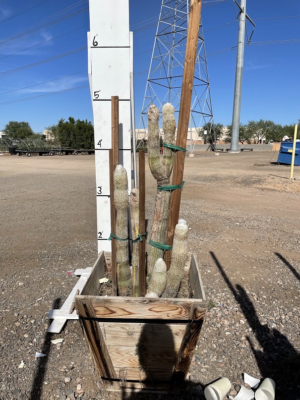 espostoa-lanata-peruvian-old-man-cactus
