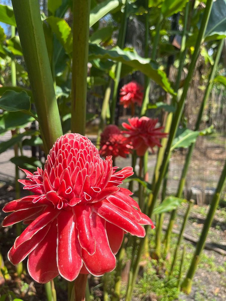 etlingera-elatior-ginger-torch
