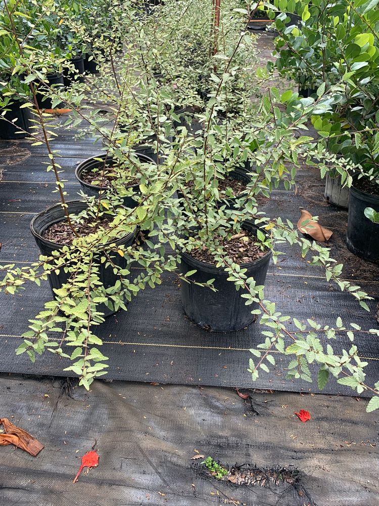 eucalyptus-cinerea-silver-dollar-tree