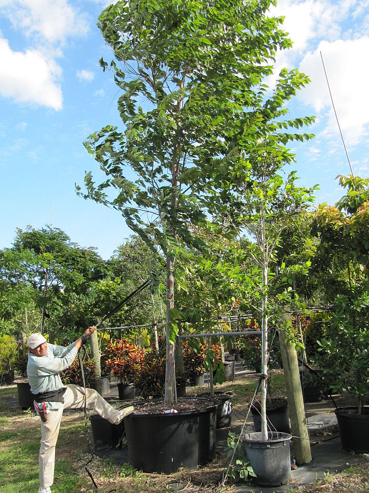 Locate & Find Wholesale Plants | plantANT.com