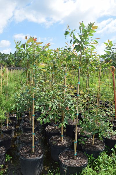 Locate Find Whole Plants Plantant 15g 17 Login Req D