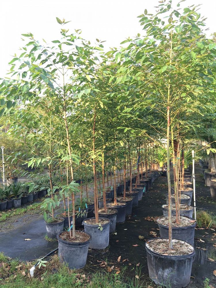 Locate Find Whole Plants Plantant 15g 17 Login Req D