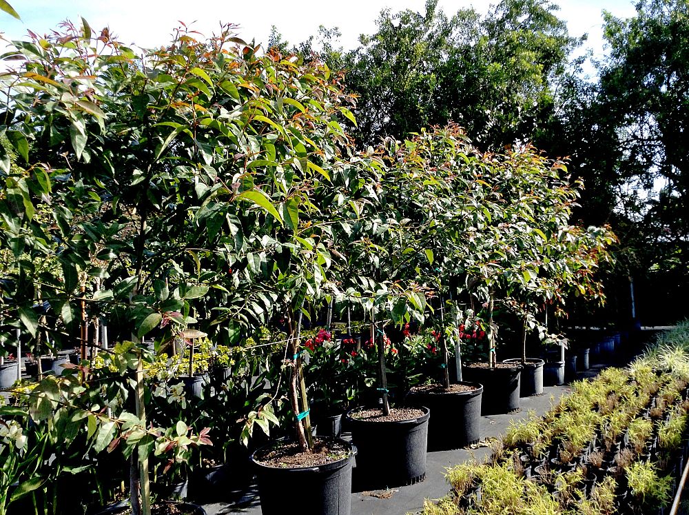 eucalyptus-deglupta-mindanao-gum-rainbow-eucalyptus