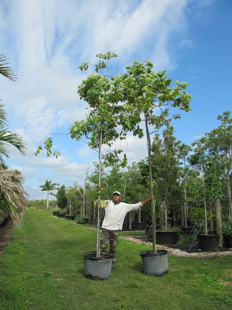 eucalyptus-deglupta-mindanao-gum-rainbow-eucalyptus