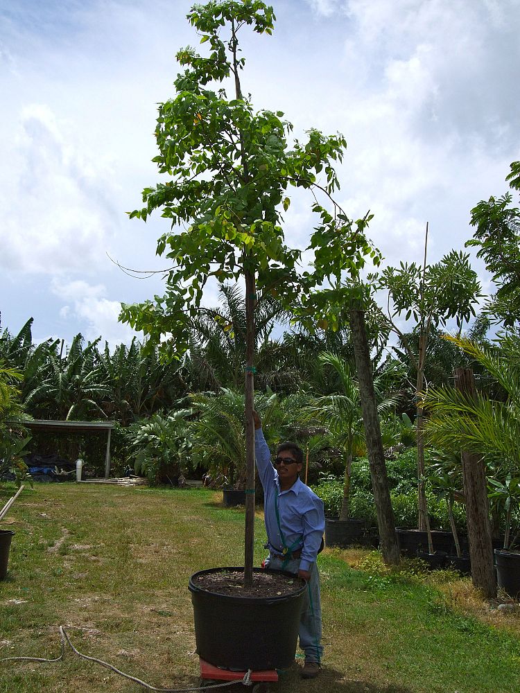 eucalyptus-deglupta-mindanao-gum-rainbow-eucalyptus