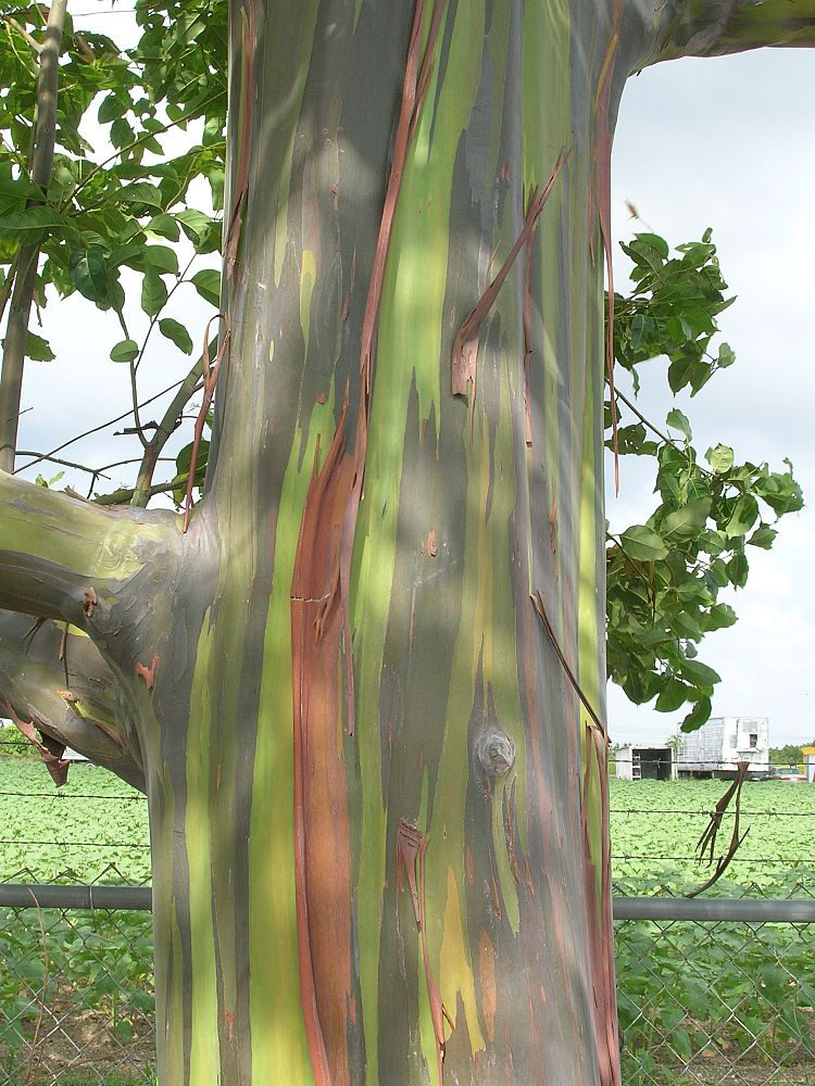 eucalyptus-deglupta-mindanao-gum-rainbow-eucalyptus