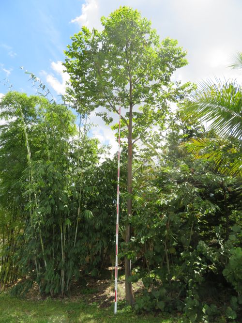 eucalyptus-deglupta-mindanao-gum-rainbow-eucalyptus