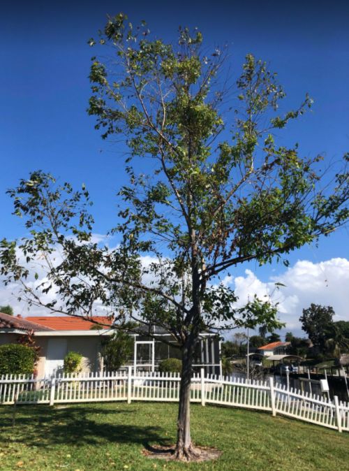 eucalyptus-deglupta-mindanao-gum-rainbow-eucalyptus