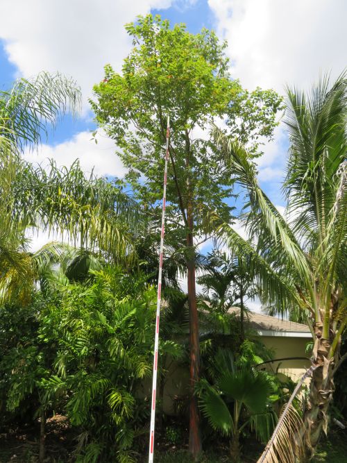 eucalyptus-deglupta-mindanao-gum-rainbow-eucalyptus