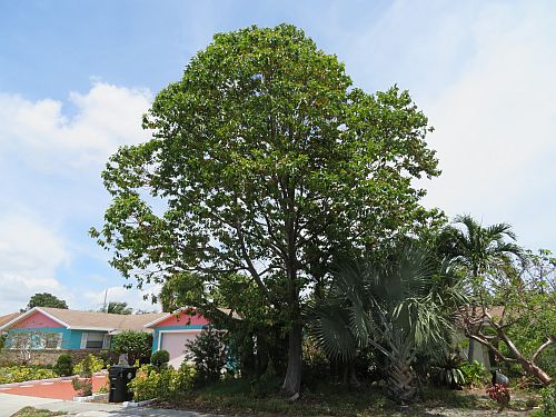 eucalyptus-deglupta-mindanao-gum-rainbow-eucalyptus
