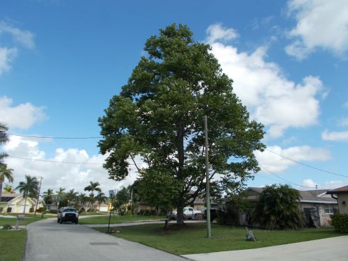eucalyptus-deglupta-mindanao-gum-rainbow-eucalyptus