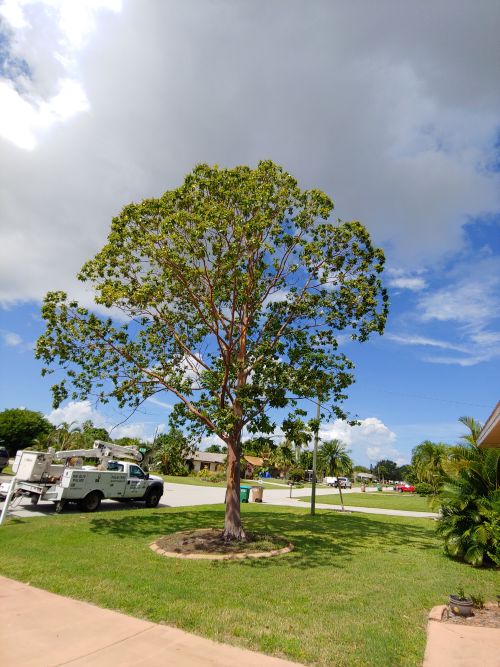 eucalyptus-deglupta-mindanao-gum-rainbow-eucalyptus
