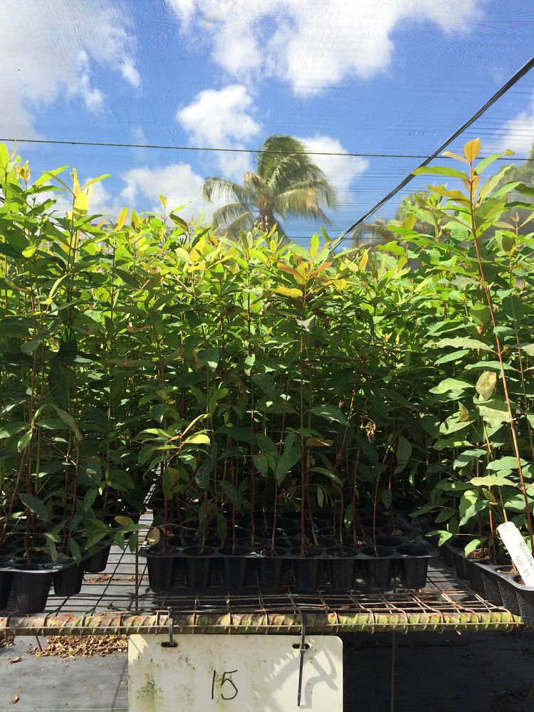 eucalyptus-deglupta-mindanao-gum-rainbow-eucalyptus