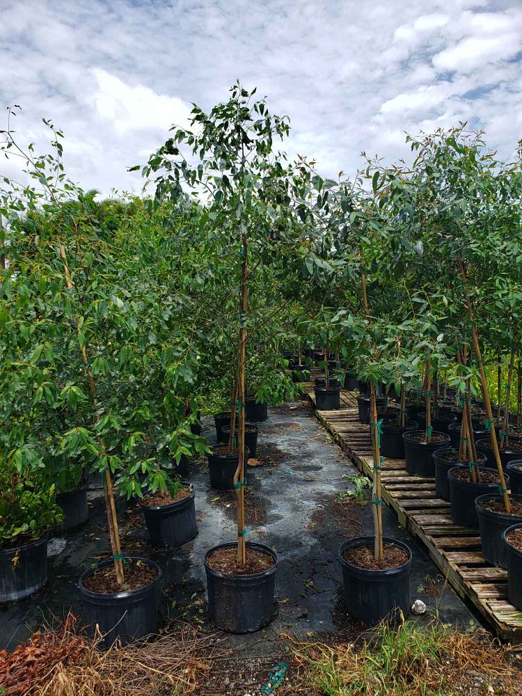 eucalyptus-deglupta-mindanao-gum-rainbow-eucalyptus