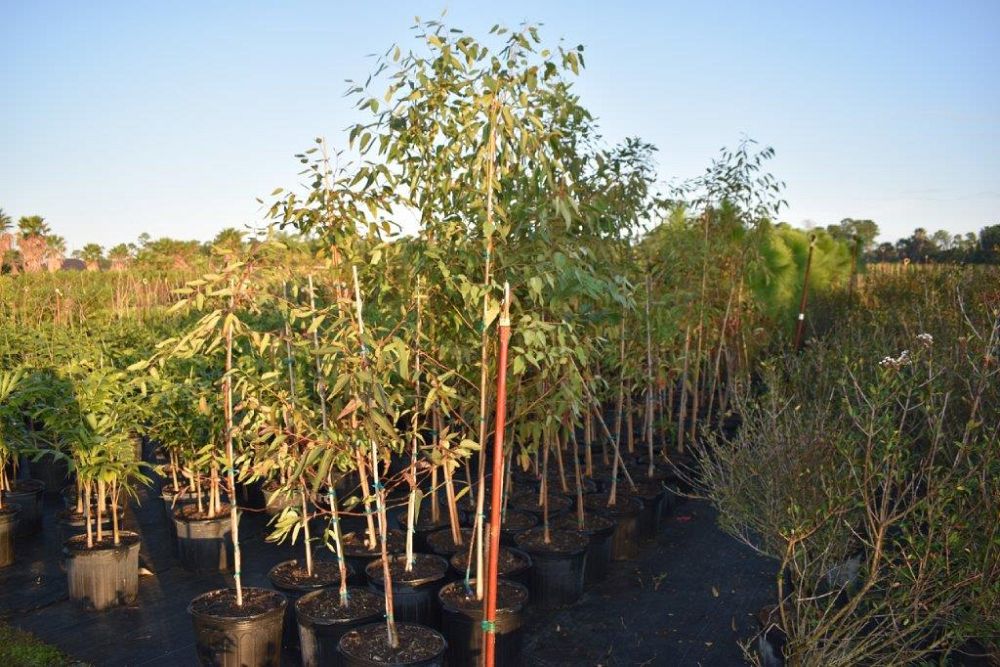 eucalyptus-deglupta-mindanao-gum-rainbow-eucalyptus