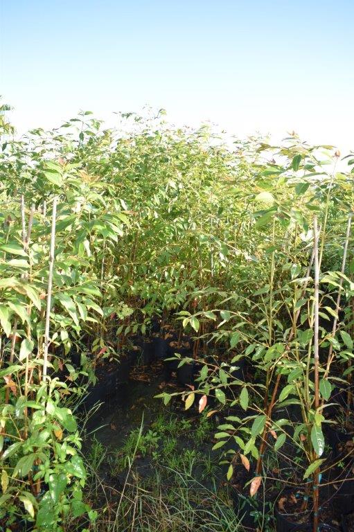 eucalyptus-deglupta-mindanao-gum-rainbow-eucalyptus