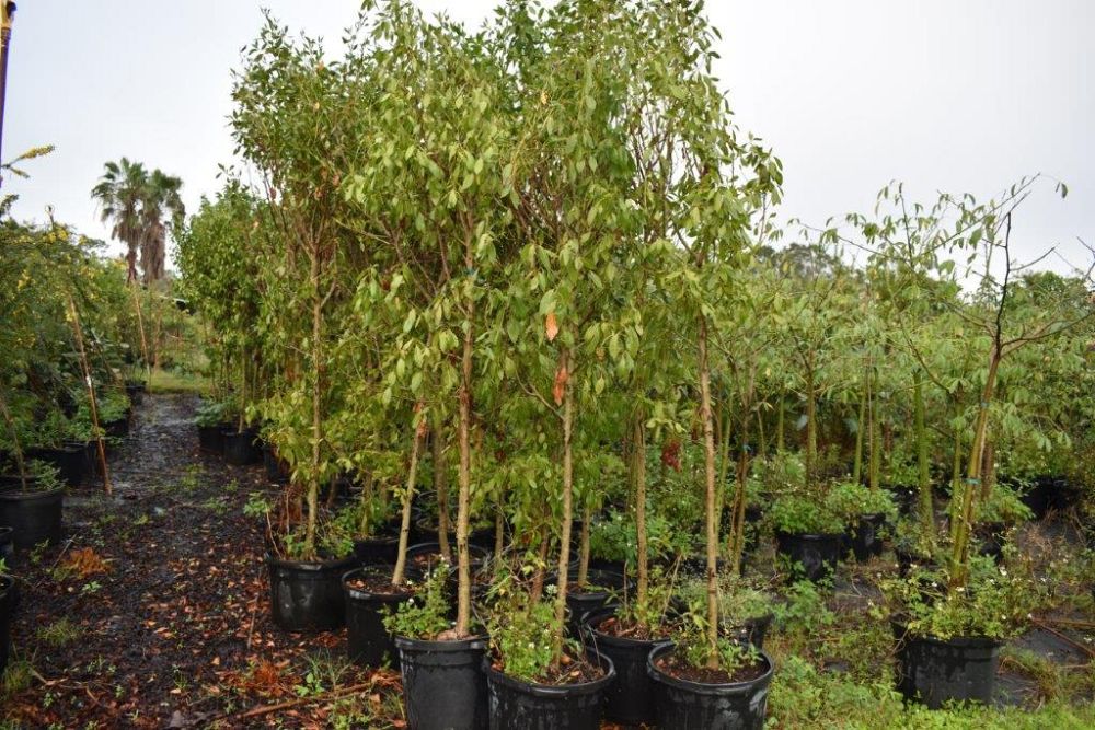 eucalyptus-deglupta-mindanao-gum-rainbow-eucalyptus