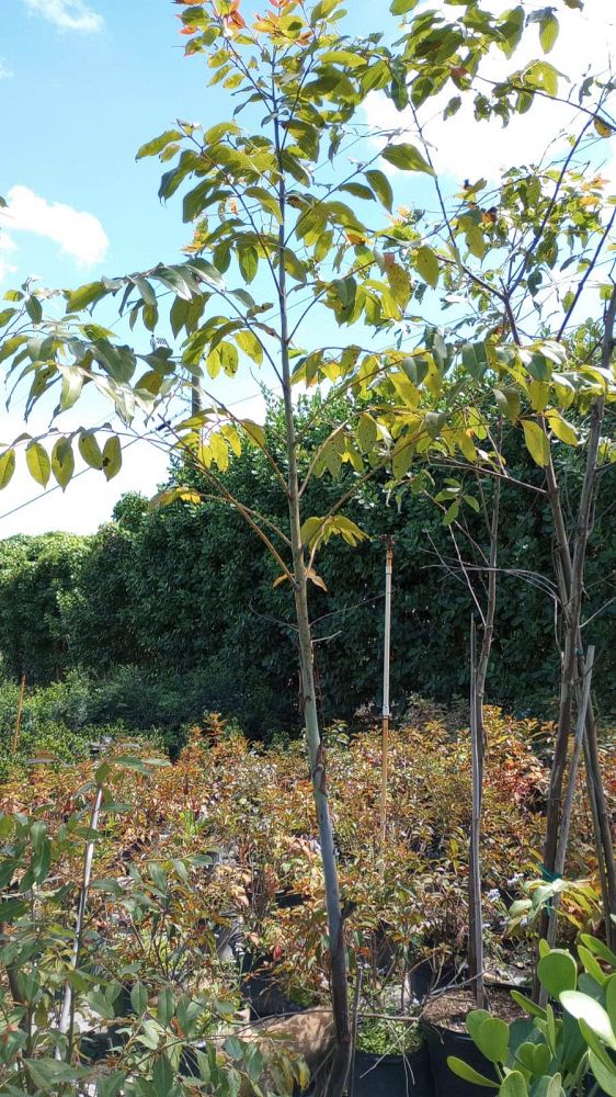 eucalyptus-deglupta-mindanao-gum-rainbow-eucalyptus