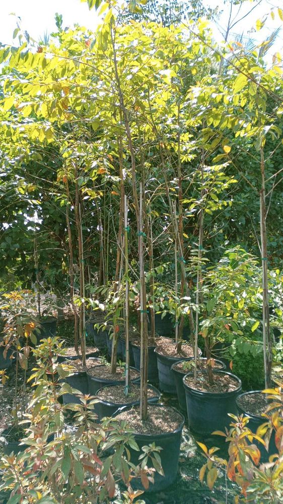 eucalyptus-deglupta-mindanao-gum-rainbow-eucalyptus
