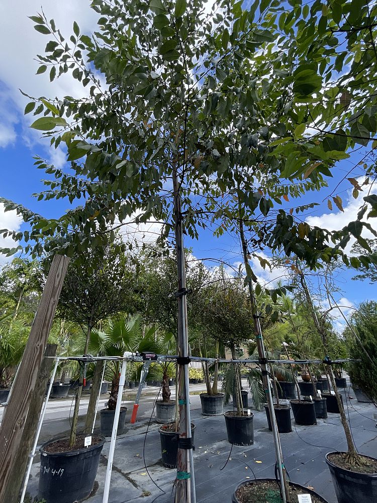 eucalyptus-deglupta-mindanao-gum-rainbow-eucalyptus