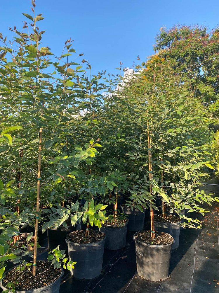 eucalyptus-deglupta-mindanao-gum-rainbow-eucalyptus