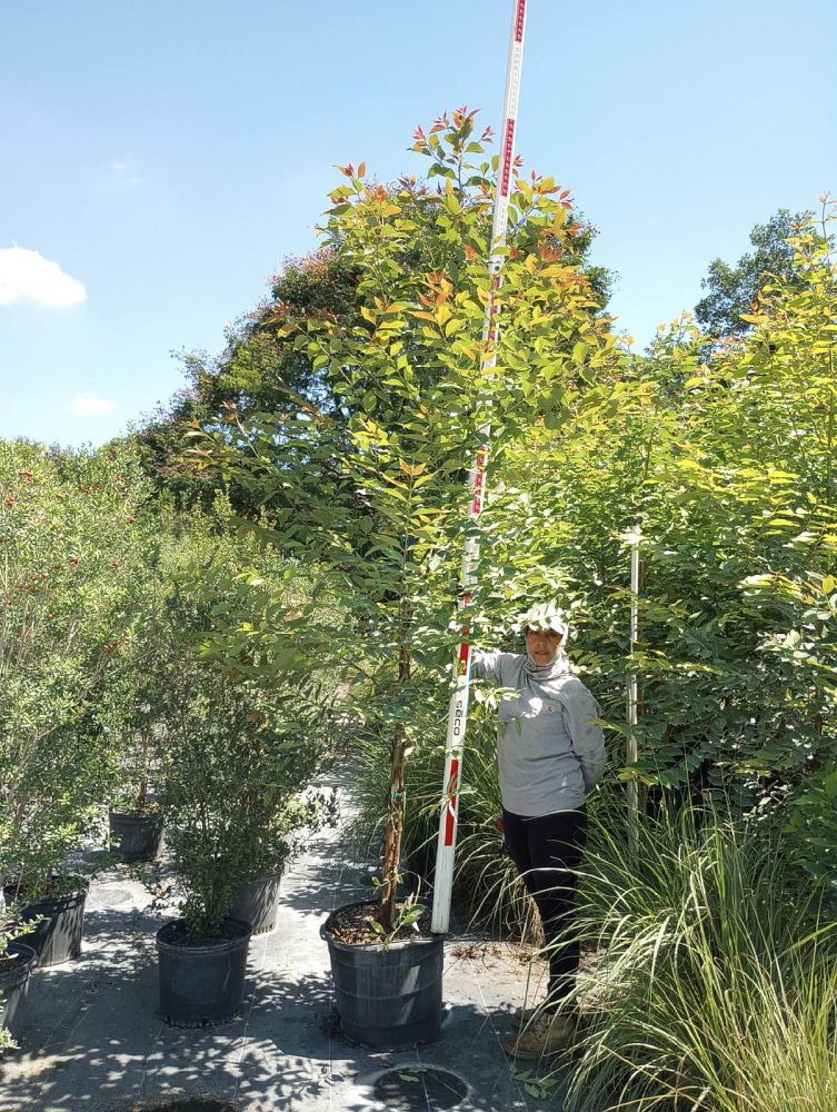 eucalyptus-deglupta-mindanao-gum-rainbow-eucalyptus
