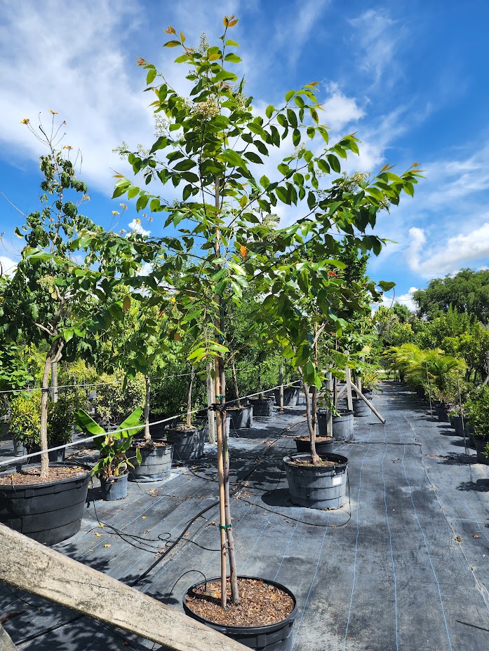 eucalyptus-deglupta-mindanao-gum-rainbow-eucalyptus