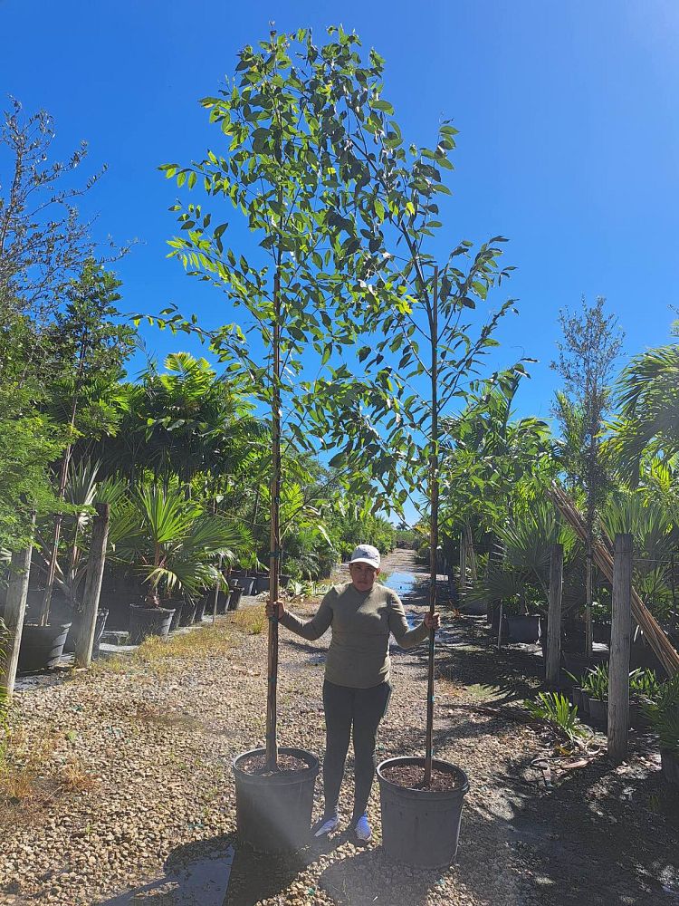 eucalyptus-deglupta-mindanao-gum-rainbow-eucalyptus