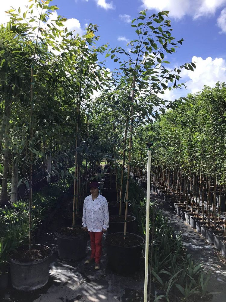 eucalyptus-deglupta-mindanao-gum-rainbow-eucalyptus