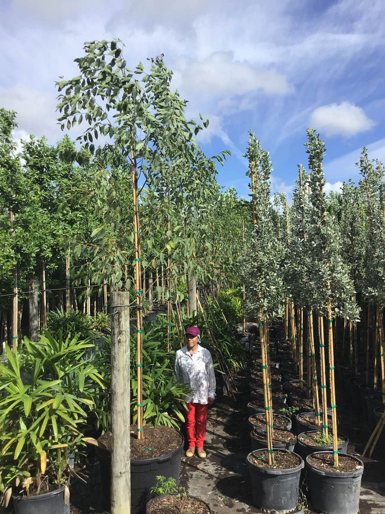 eucalyptus-deglupta-mindanao-gum-rainbow-eucalyptus