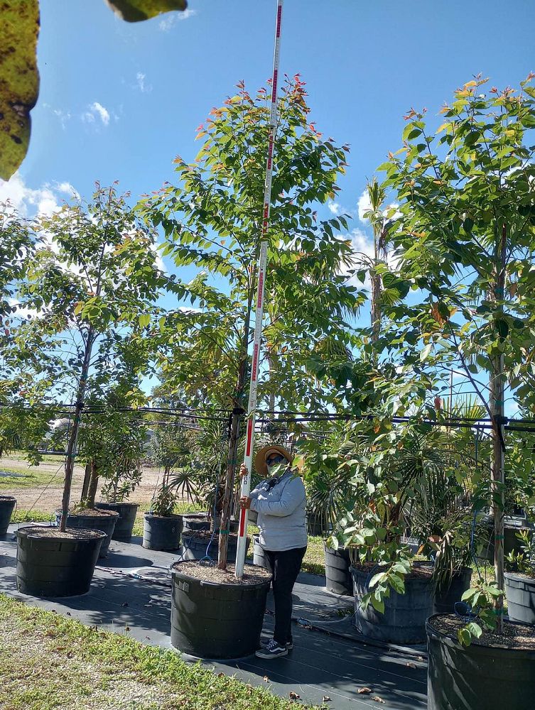 eucalyptus-deglupta-mindanao-gum-rainbow-eucalyptus
