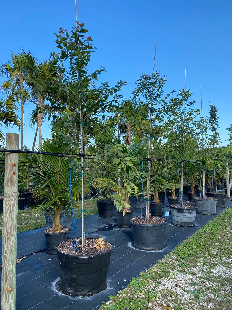 eucalyptus-deglupta-mindanao-gum-rainbow-eucalyptus