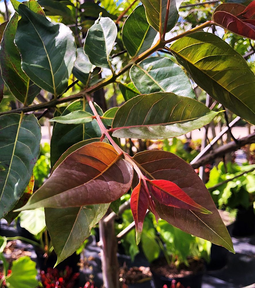 eucalyptus-deglupta-mindanao-gum-rainbow-eucalyptus