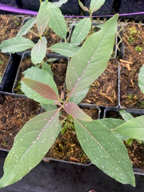 eucalyptus-deglupta-mindanao-gum-rainbow-eucalyptus