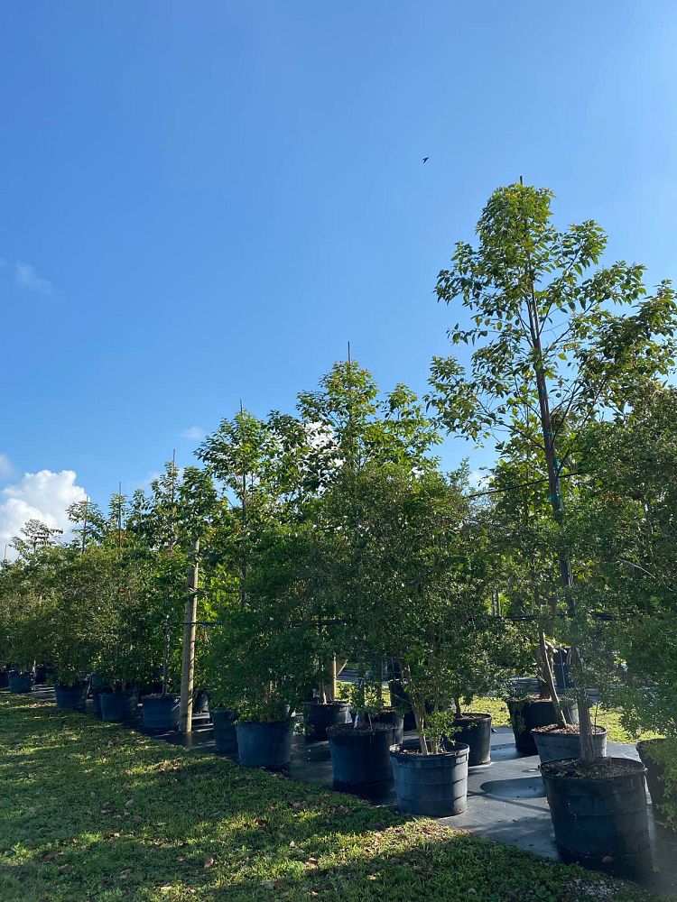 eucalyptus-deglupta-mindanao-gum-rainbow-eucalyptus