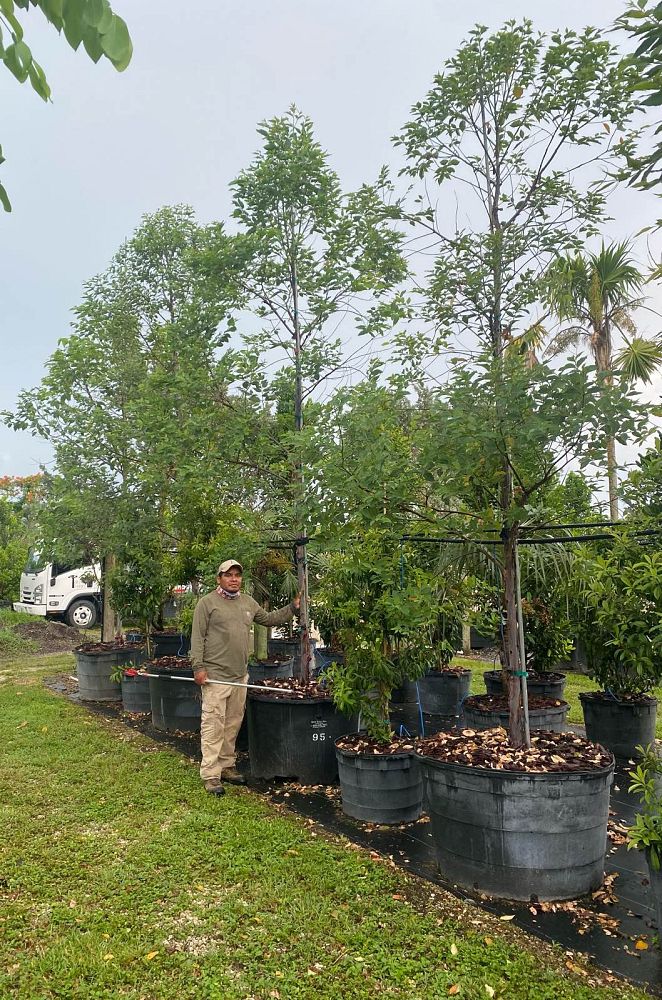 eucalyptus-deglupta-mindanao-gum-rainbow-eucalyptus